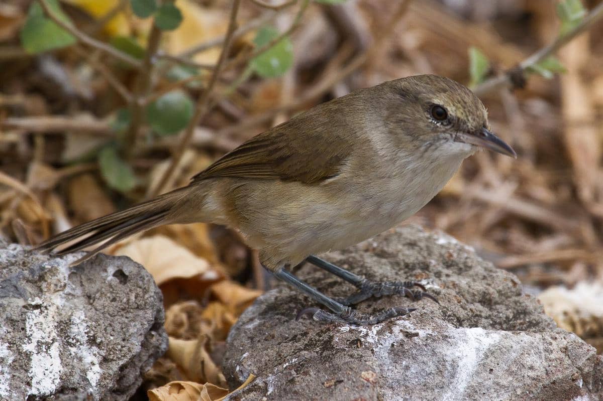 Millerbird nihoa