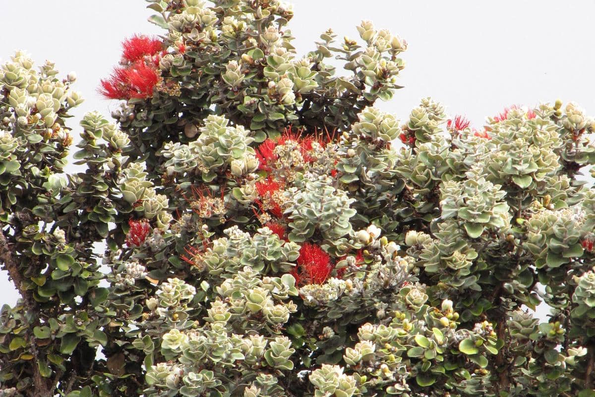 5 Fakta Ohia Lehua, Pohon Endemik Hawaii yang Menopang Kehidupan Hutan
