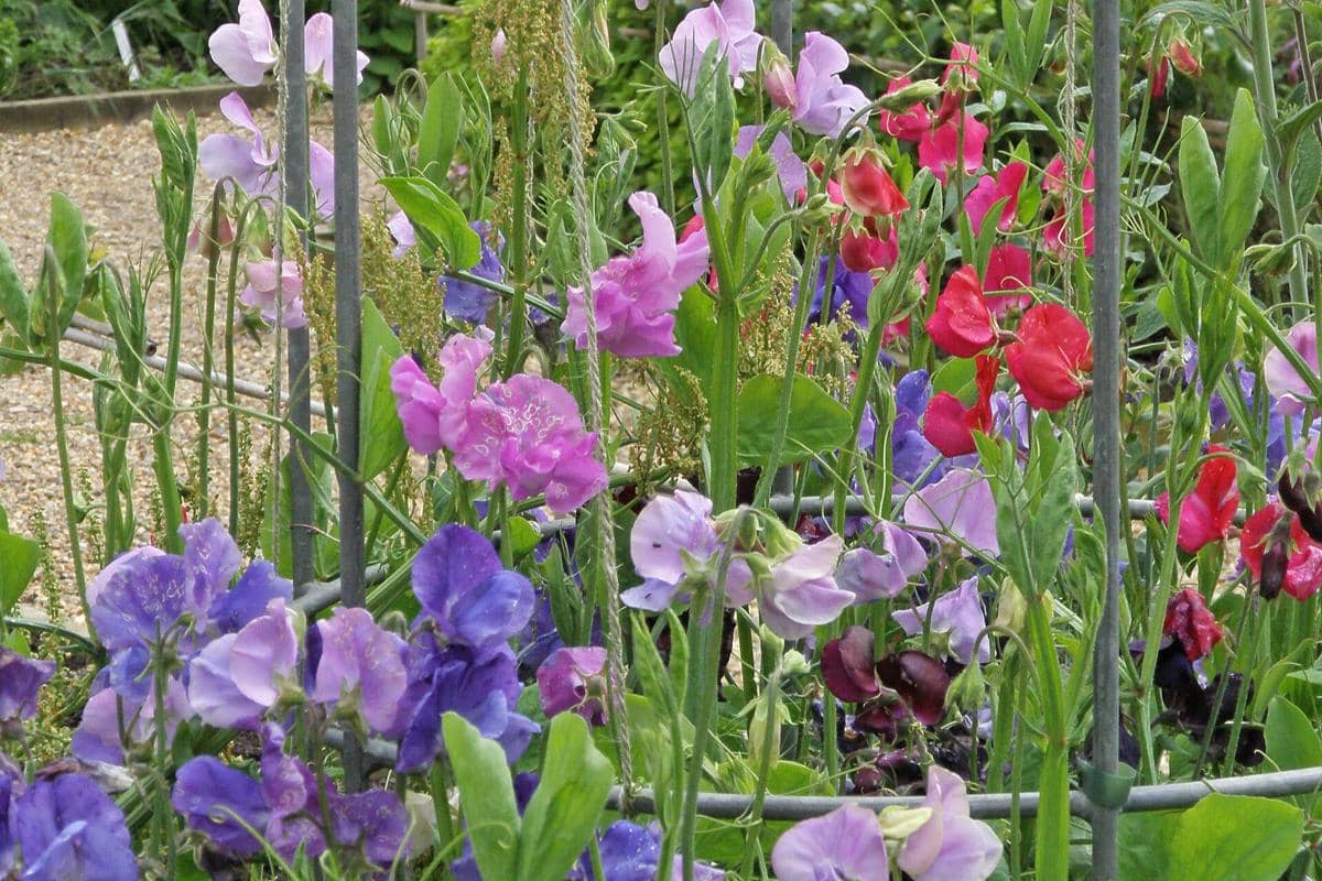 5 Fakta Sweet Pea, Tanaman Berbunga Harum yang Penuh Warna