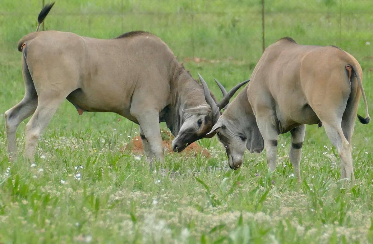 eland memiliki susu yang kaya akan lemak dan protein