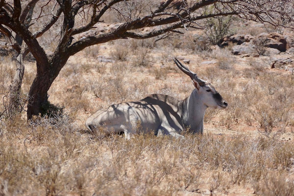 eland mampu bertahan di lingkungan yang kering
