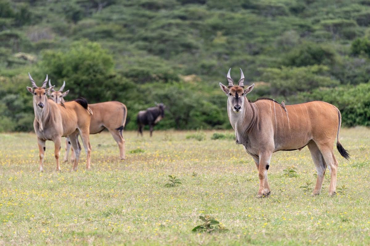 eland mampu melompat hingga sekitar 3 meter