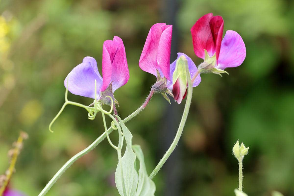 Tanaman sweet pea di cuaca sejuk