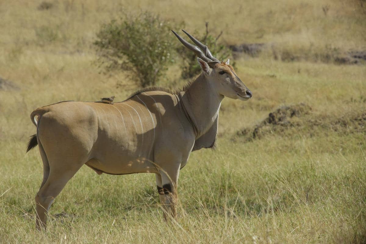 tubuh eland jauh lebih besar daripada kebanyakan antelop