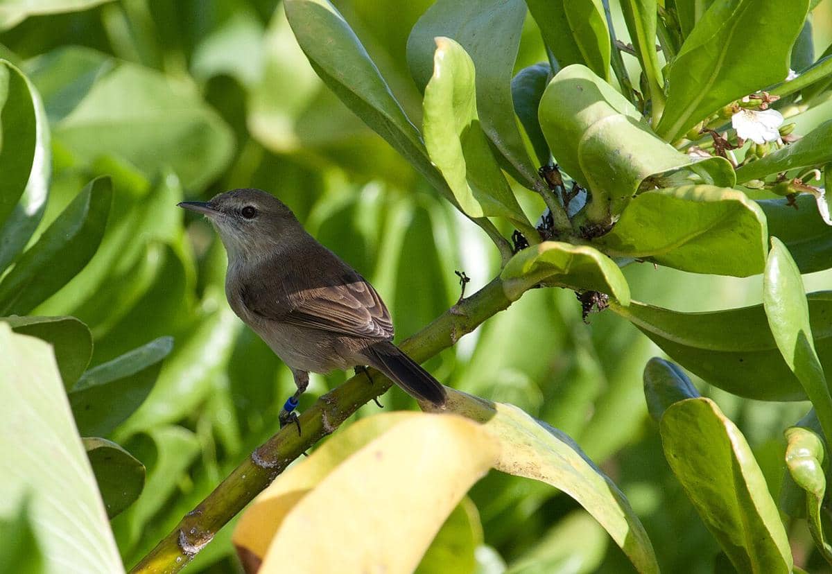 Millerbird nihoa