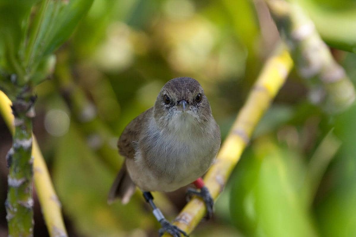Millerbird nihoa