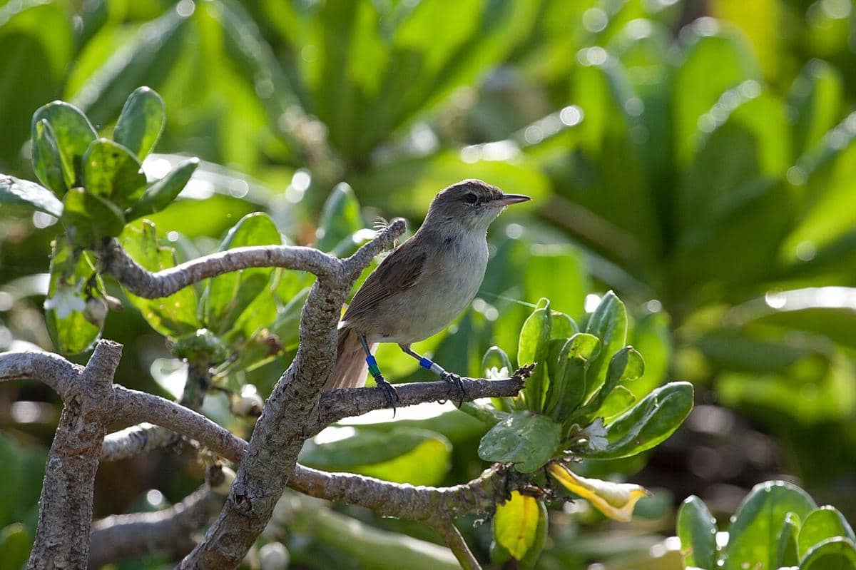 5 Fakta Burung Millerbird Nihoa, Spesies yang Hanya Ada di Hawaii