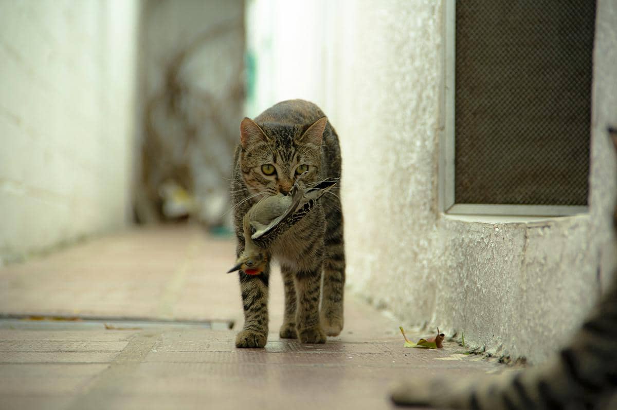 Ilustrasi kucing membawa hasil buruannya