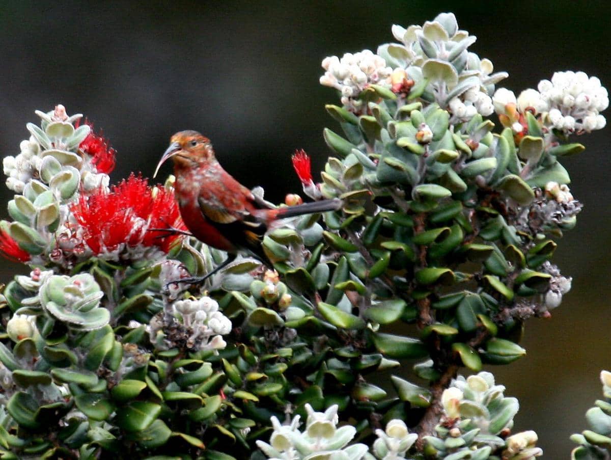 Tanaman ʻōʻhiʻa lehua menjadi sumber makanan bagi para burung honeycreeper Hawaii.