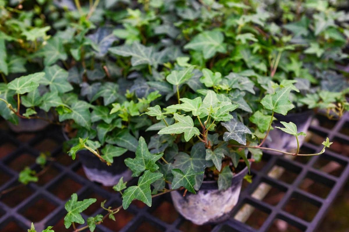 ilustrasi english ivy