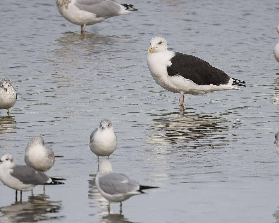 Camar punggung hitam besar berdiri di antara burung camar lainnya.