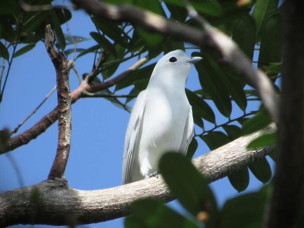 Burung Carpodectes nitidus
