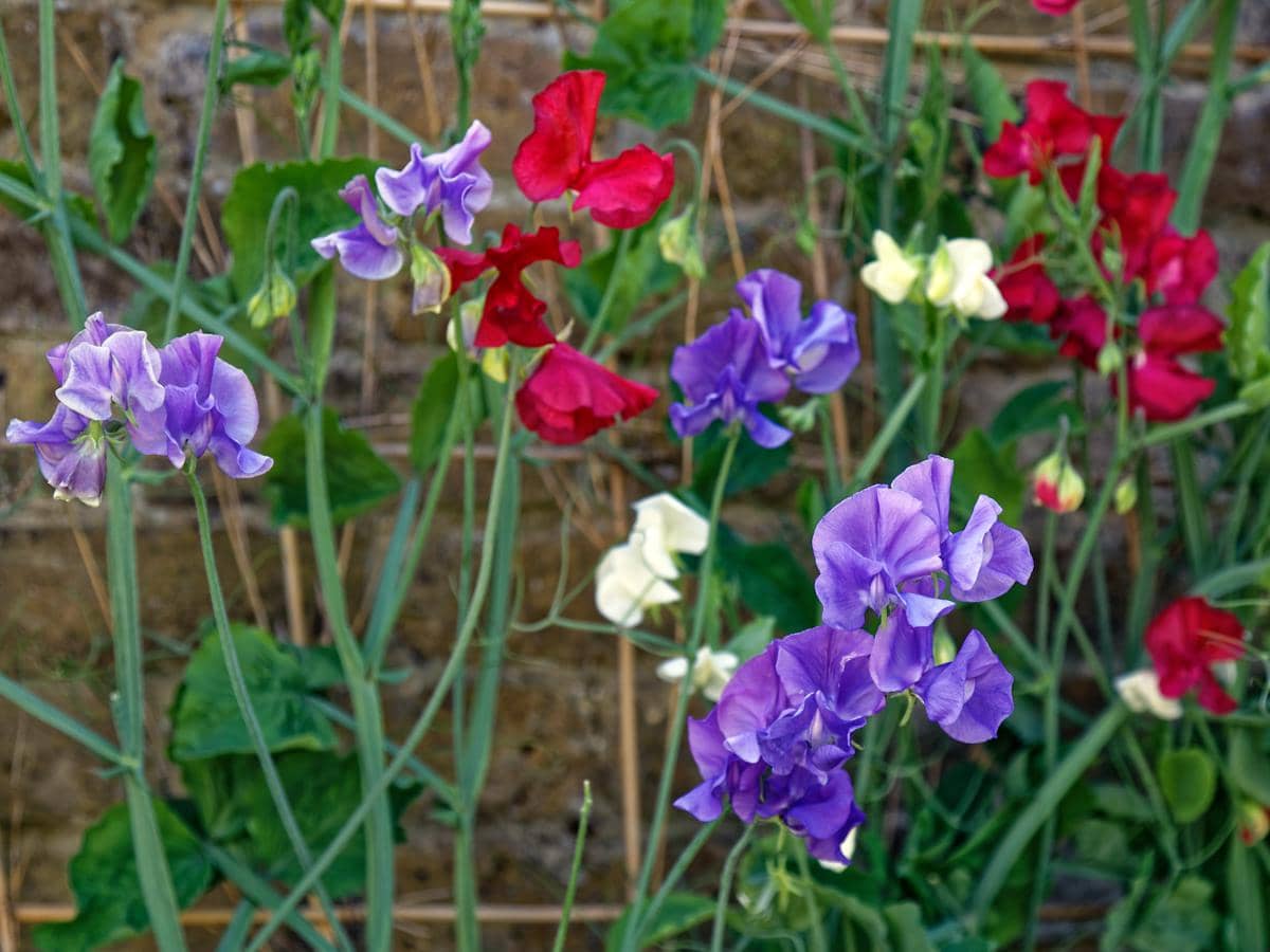 Potret tanaman sweet pea