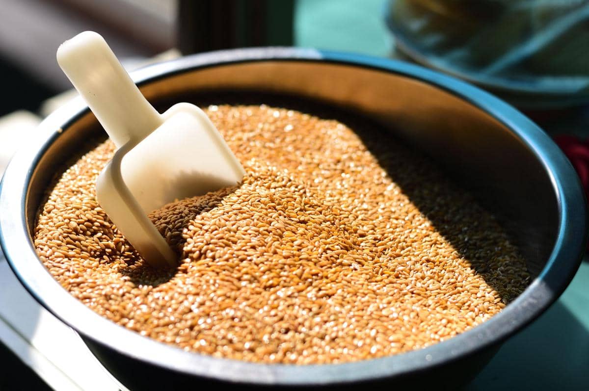 ilustrasi flaxseed