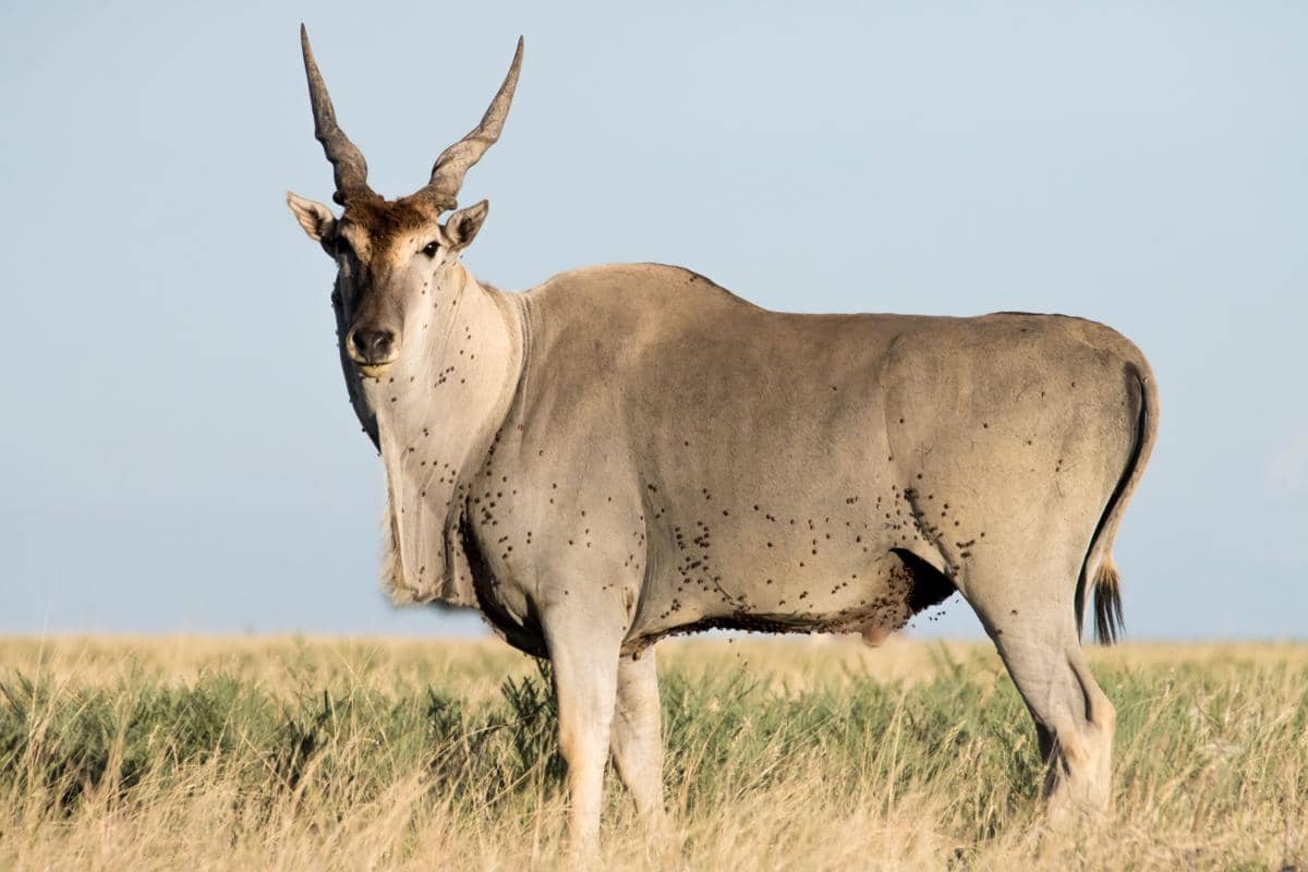 5 Fakta Eland, Antelop Terbesar di Dunia yang Bisa Melompat Tinggi