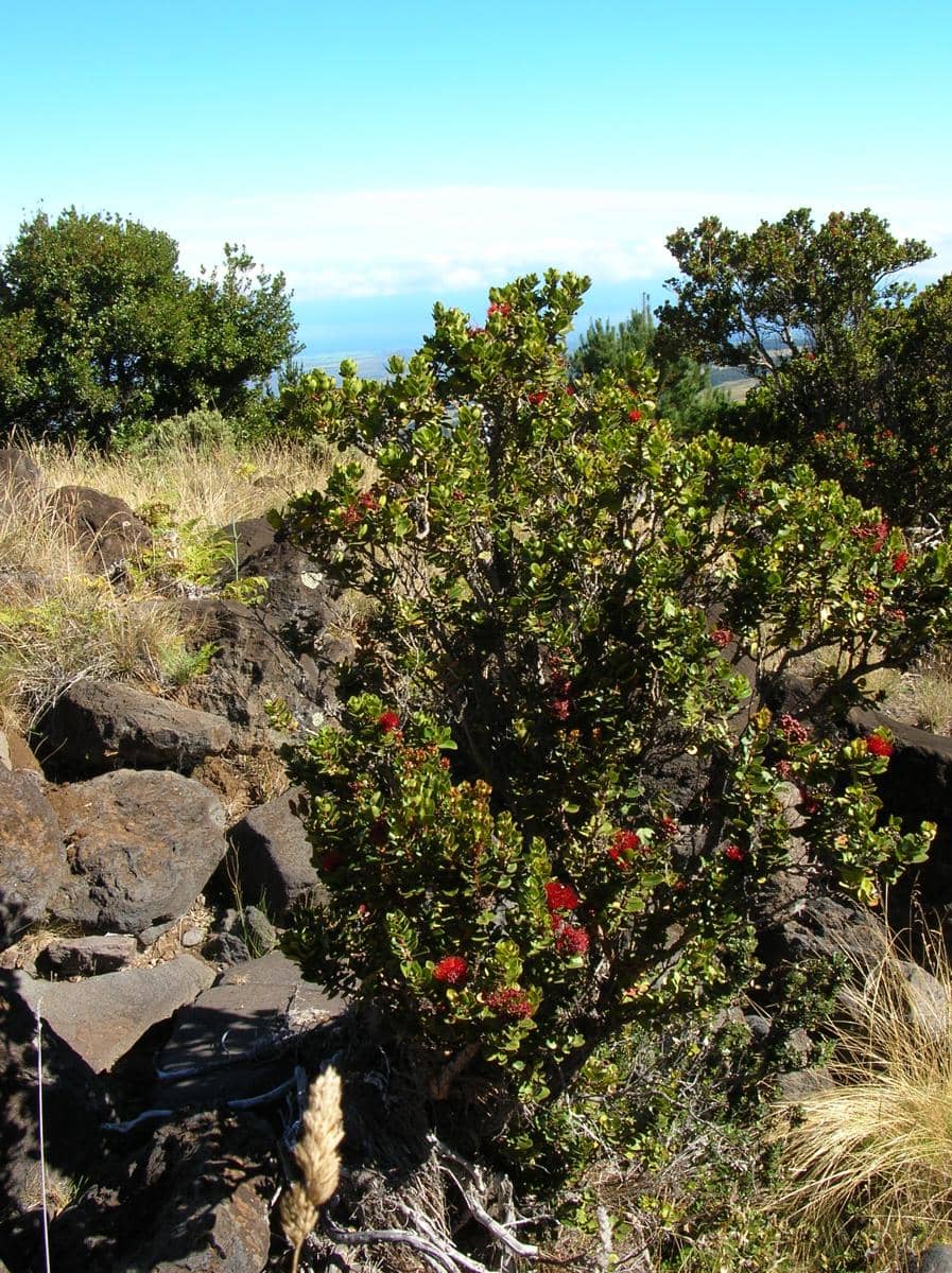 Tanaman ʻōʻhiʻa lehua
