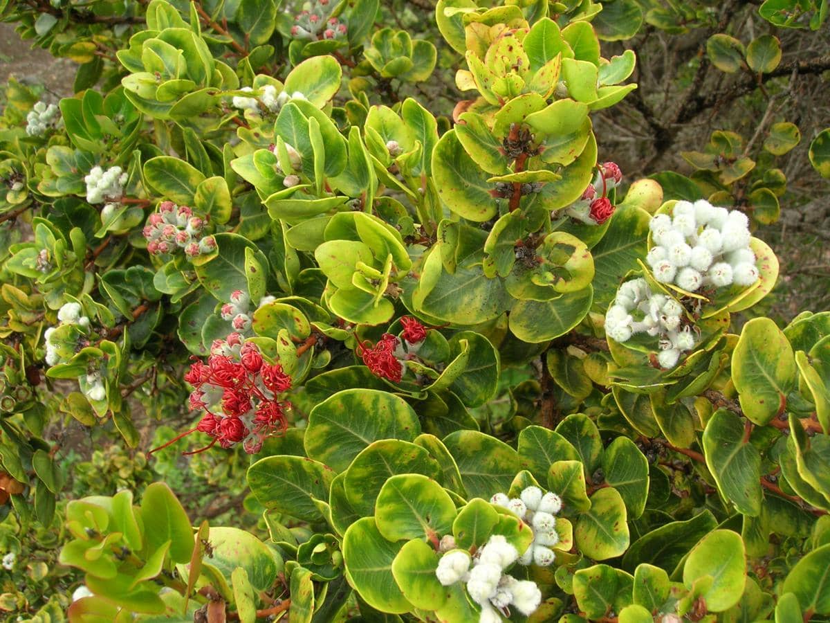 Tanaman ʻōʻhiʻa lehua