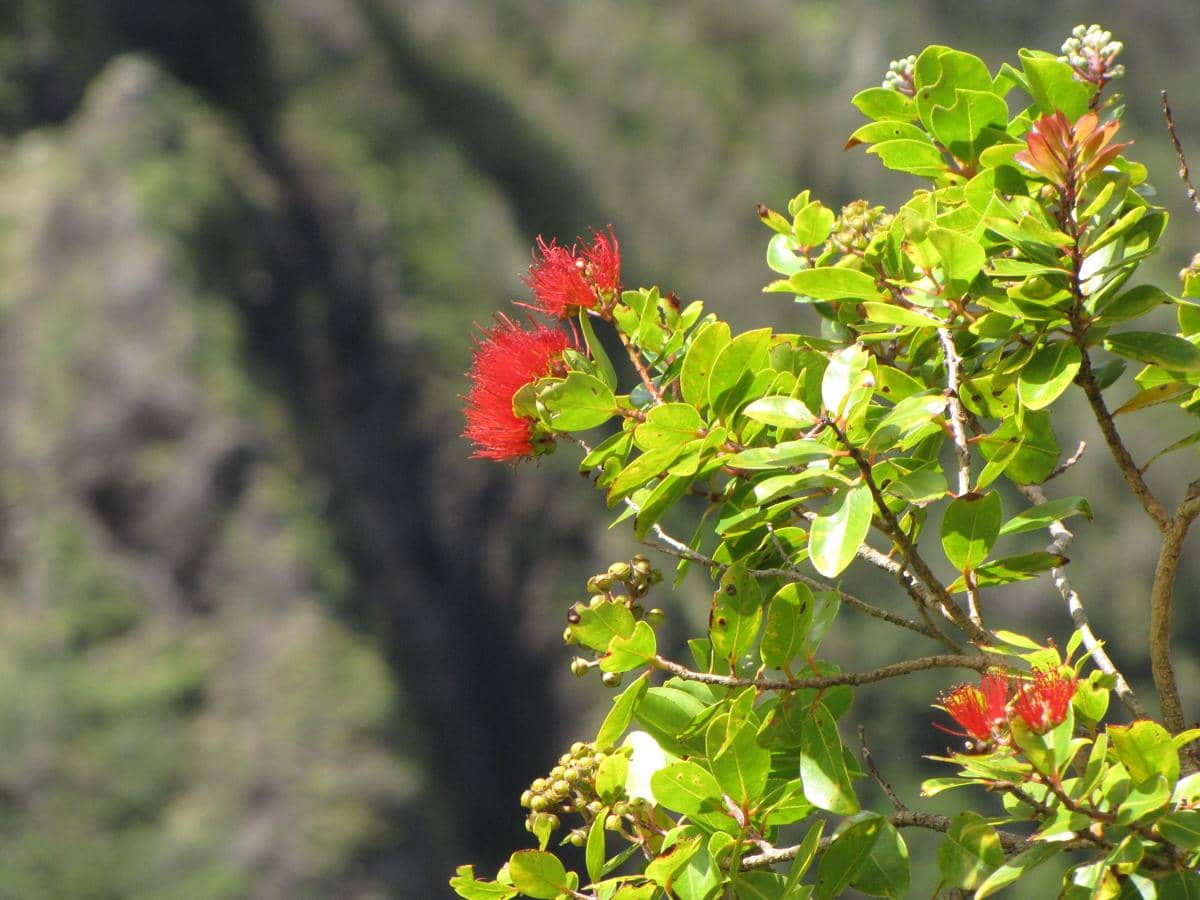 Tanaman ʻōʻhiʻa lehua
