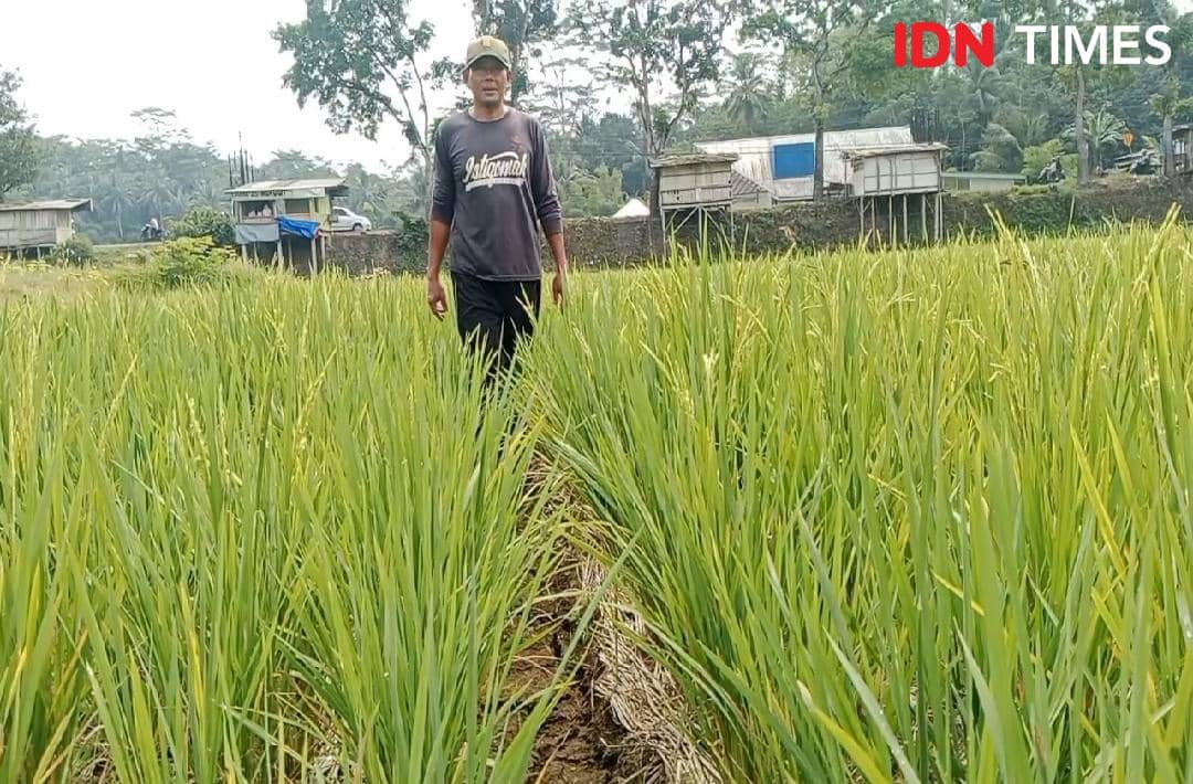 Ancaman El Nino, Ada Petani Banyumas Terapkan Sawah Pokok Murah