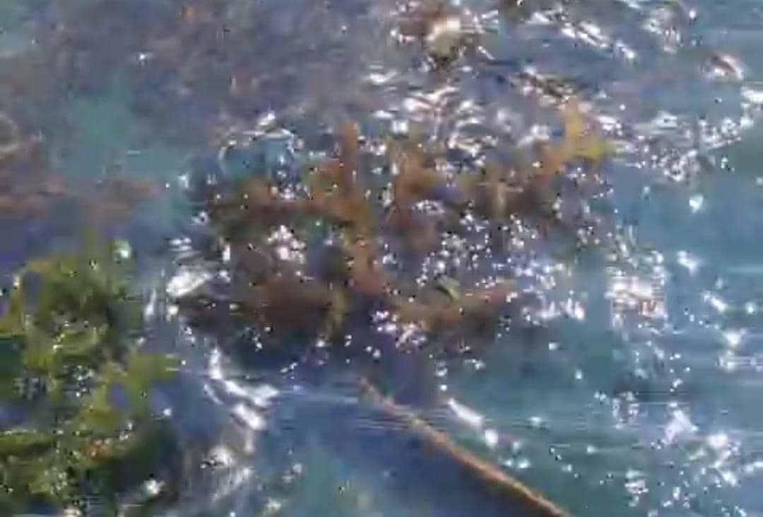 Hamparan air laut di Pulau Semau tampak tercemar cairan hitam di sekitar area budidaya rumput laut milik warga.