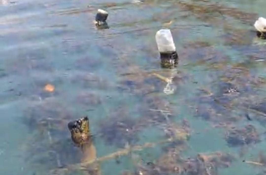 Cairan hitam mencemari perairan Pulau Semau, mengancam area budidaya rumput laut dan merugikan petani setempat.