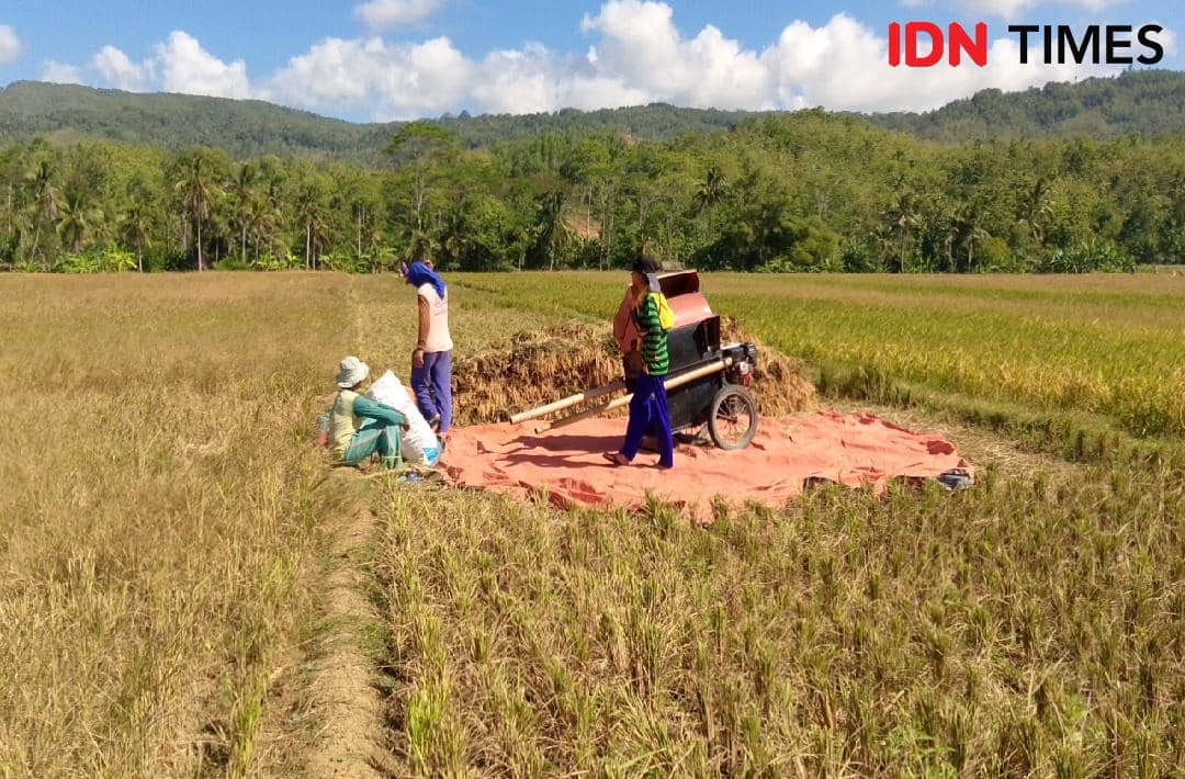 Lahan pertanian kering di Desa Pengadegan, Wangon, Banyumas, terdampak kemarau panjang yang melanda 20 desa pada 2 Agustus 2026.