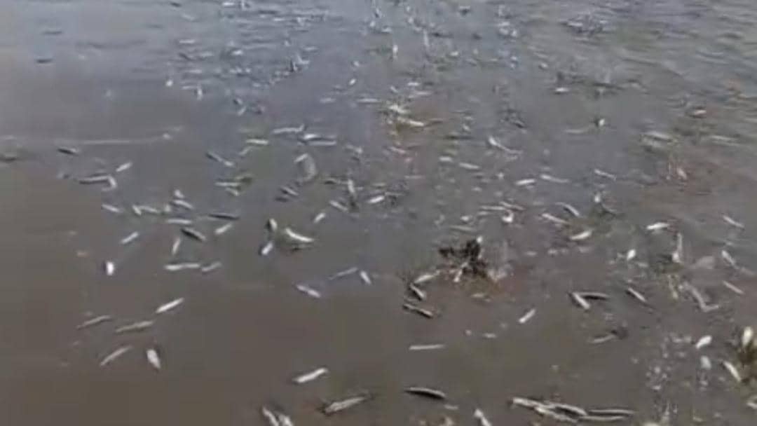 Viral Ribuan Ikan Tembang Terdampar di Kolaka, BMKG Ungkap Penyebabnya