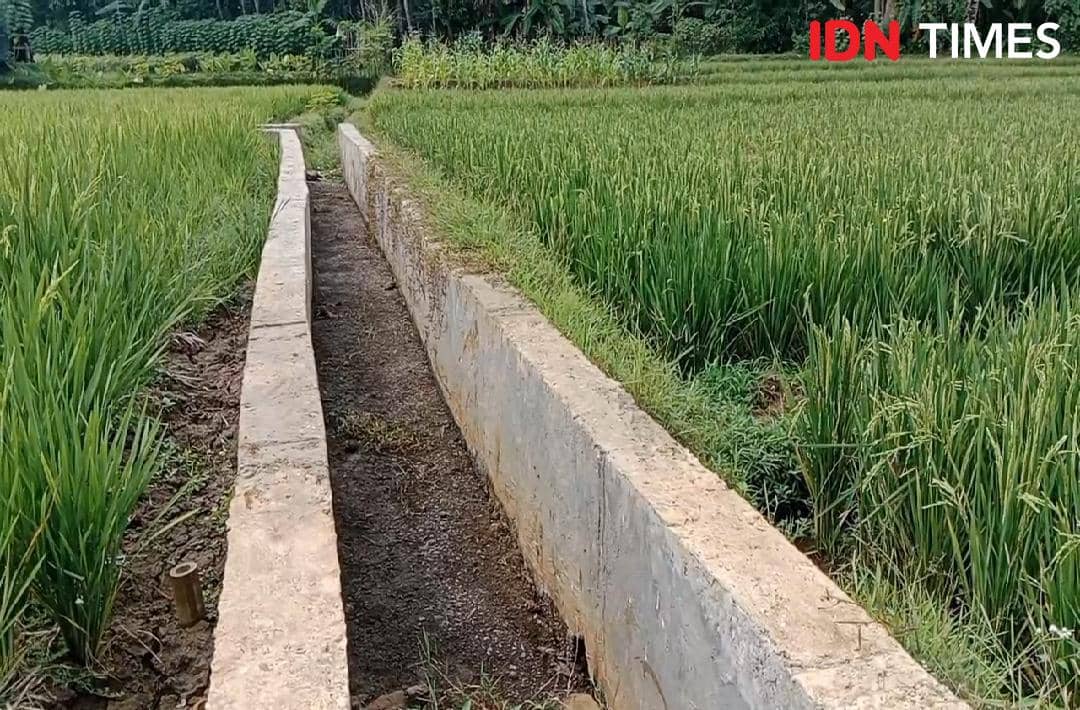 Saluran irigasi kering membelah lahan padi di Desa Cilongok, Banyumas, saat petani beralih ke sistem SPM hemat air.