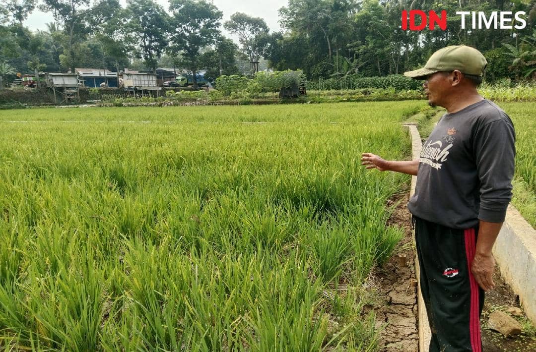 Habib Soleh menunjuk hamparan lahan padi dengan sistem SPM di Desa Cilongok, Banyumas, Jawa Tengah.