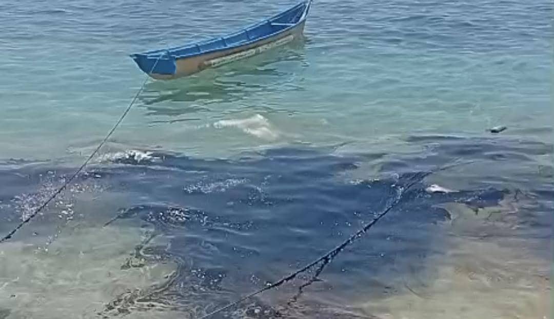 Cairan Hitam Diduga Minyak Cemari Pulau Semau NTT, Petani Rumput Laut Khawatir
