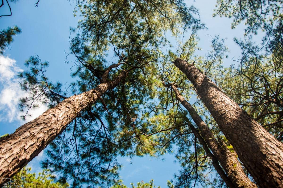 4 Manfaat Getah Pohon Pinus yang Menakjubkan, Serbaguna!