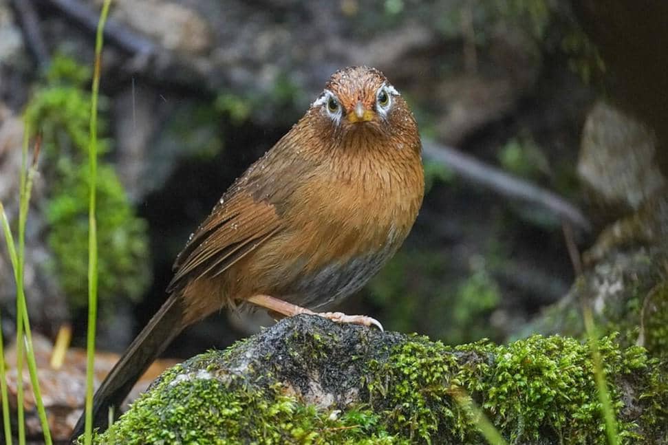 5 Fakta Chinese Hwamei, Burung Eksotis Bersuara Merdu dari Benua Asia