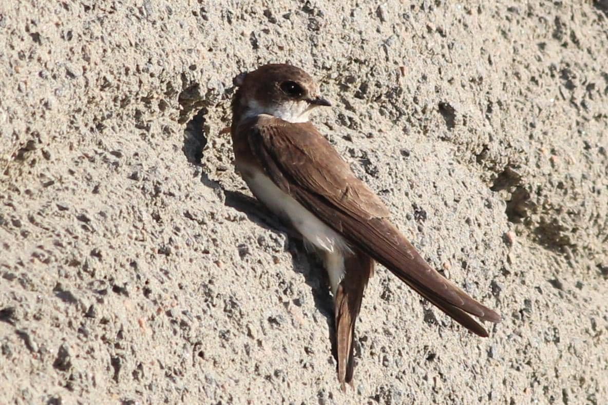 5 Fakta Bank Swallow, Burung Migran yang Bersarang di Lubang Tebing