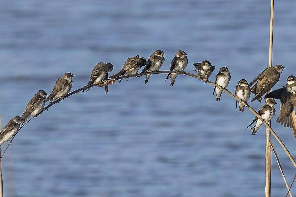 Bank Swallow