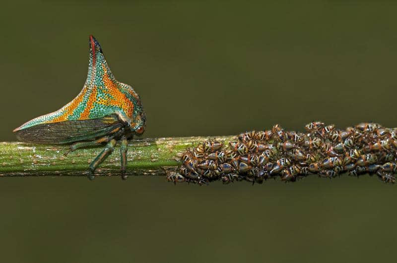 Thorn bug