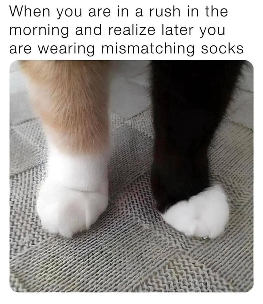 meme kucing tentang kaus kaki
