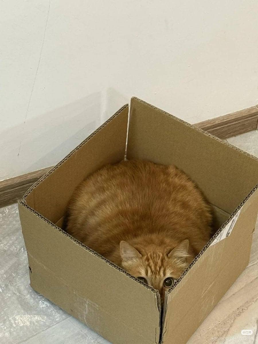 meme kucing bertalenta