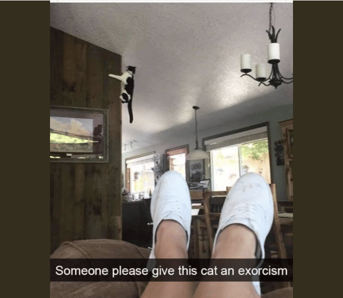 meme kucing bertalenta