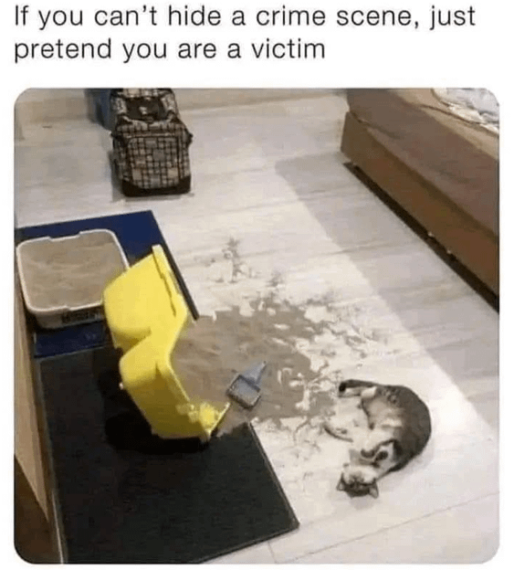 meme kucing pintar