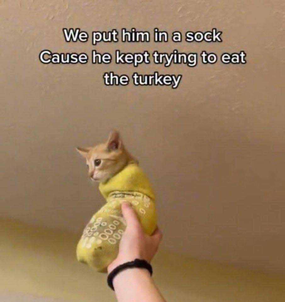 meme kucing tentang kaus kaki