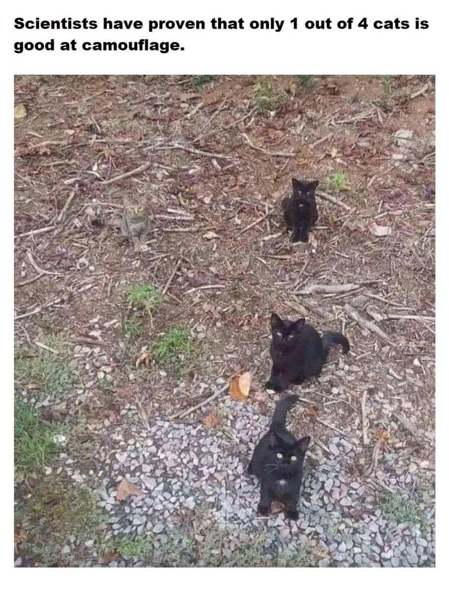 meme kucing bertalenta
