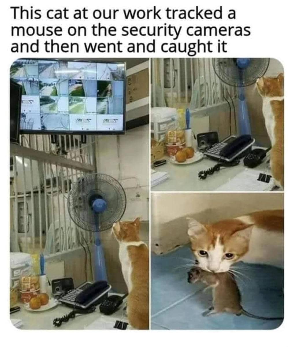 meme kucing pintar