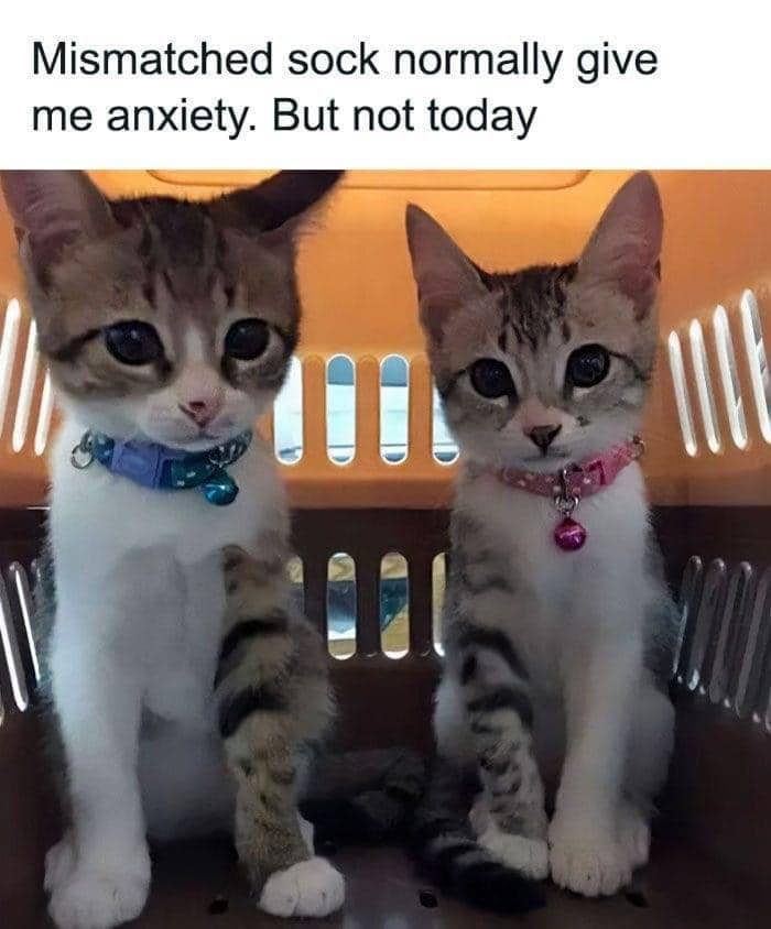 meme kucing tentang kaus kaki