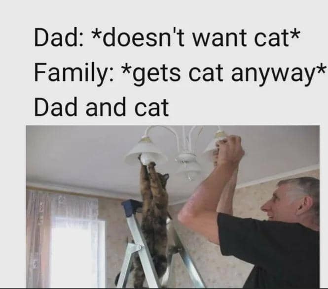 meme kucing bertalenta