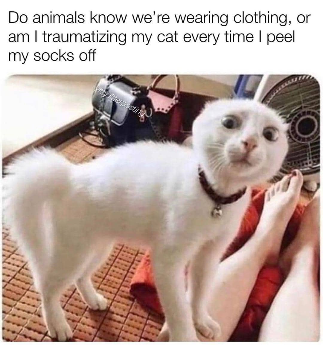 meme kucing tentang kaus kaki