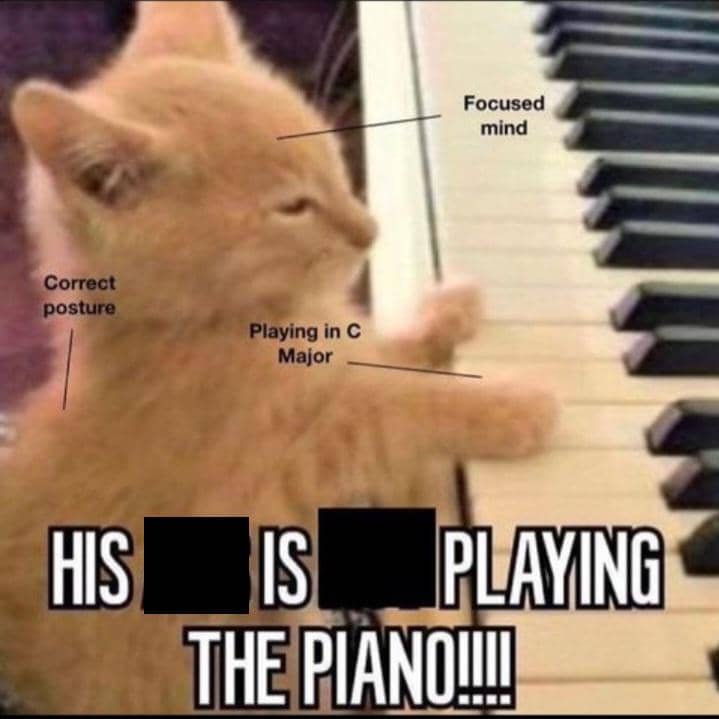 meme kucing bertalenta