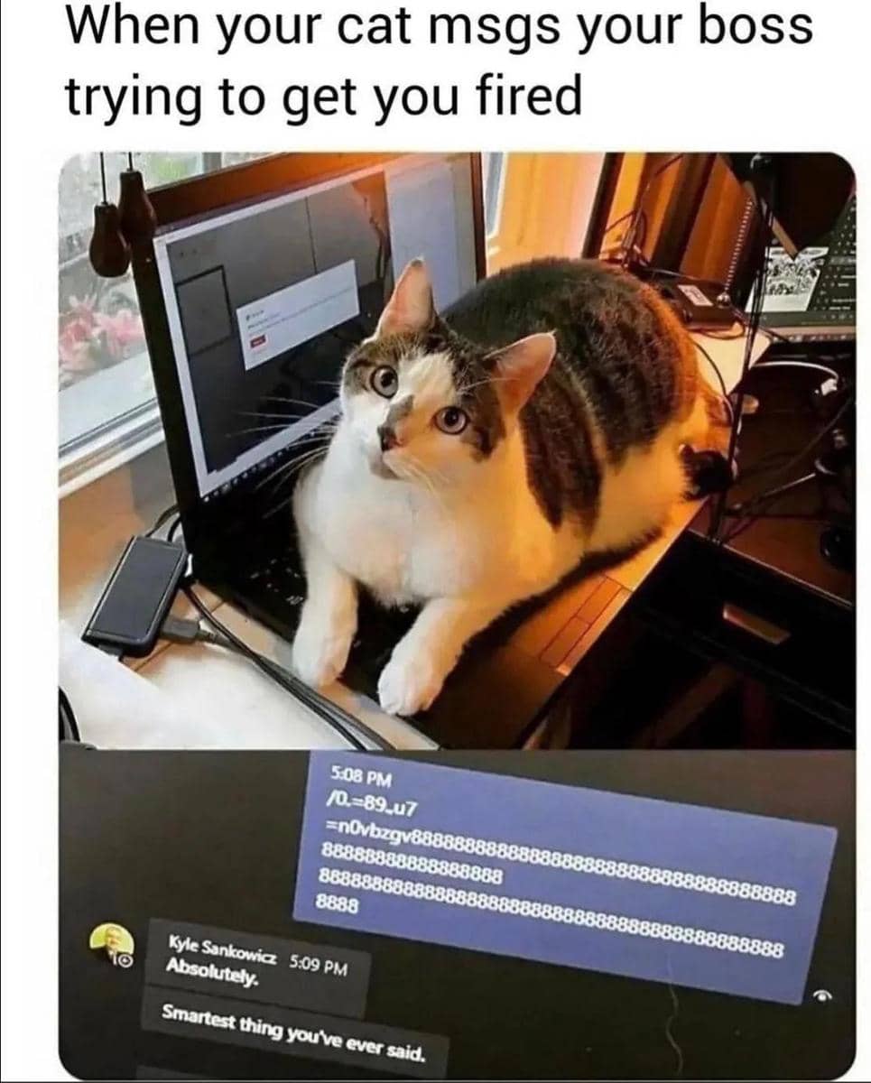 meme kucing pintar