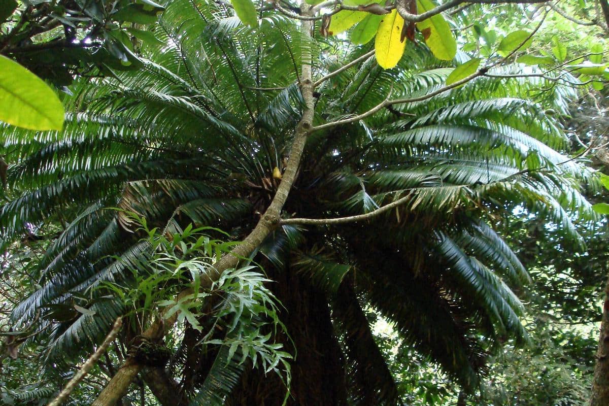 Cycas micronesica