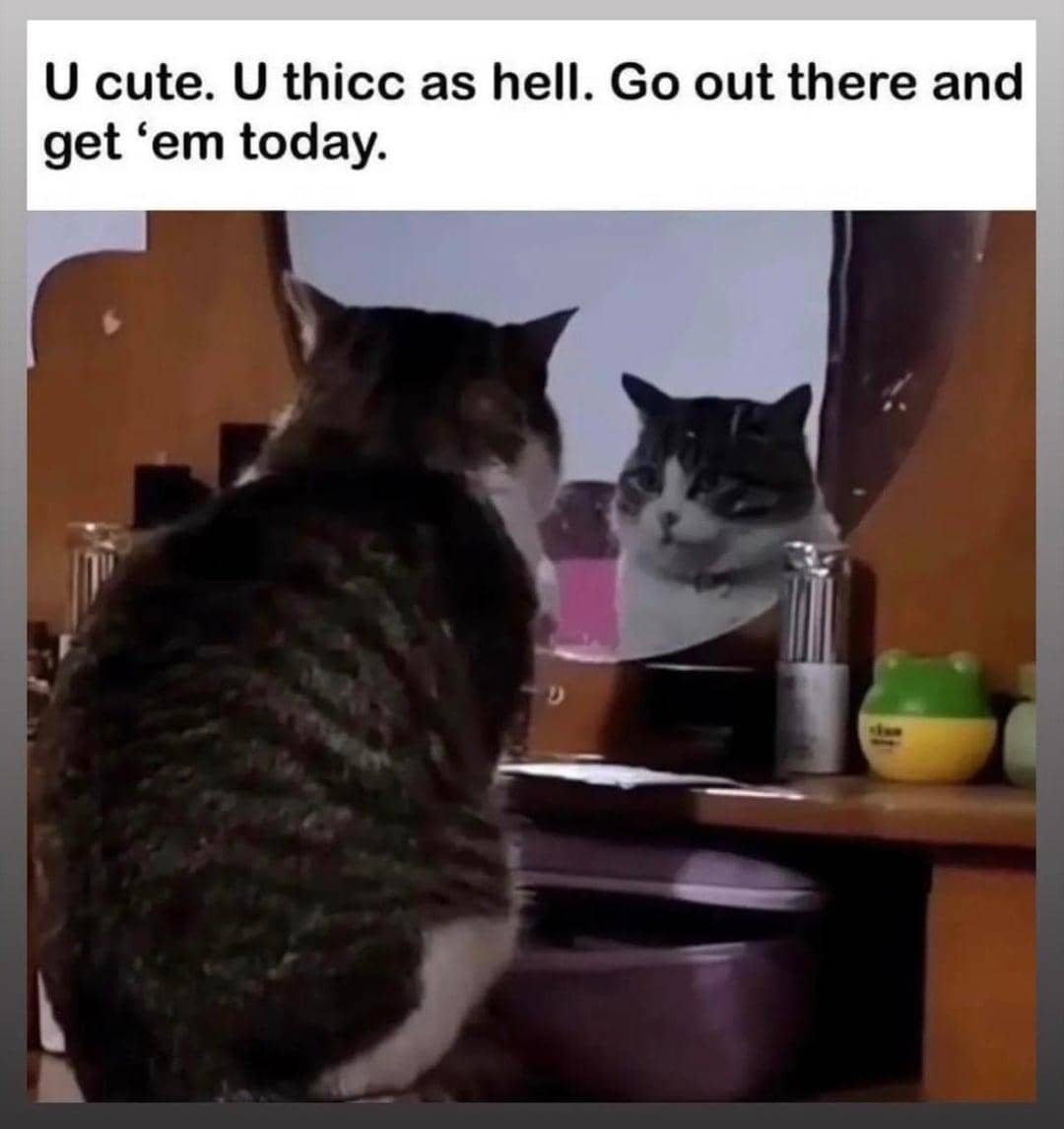 meme kucing pintar