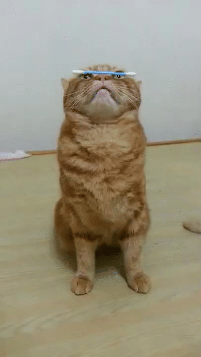 meme kucing bertalenta